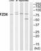 Frizzled Class Receptor 6 antibody, A04241-1, Boster Biological Technology, Western Blot image 