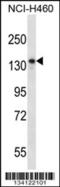 Nardilysin Convertase antibody, 57-443, ProSci, Western Blot image 