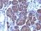 Catenin Beta 1 antibody, orb388016, Biorbyt, Immunohistochemistry paraffin image 