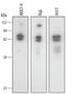 BCL2 Associated Athanogene 4 antibody, AF4350, R&D Systems, Western Blot image 