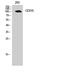 Prostaglandin F2 Receptor Inhibitor antibody, A09624, Boster Biological Technology, Western Blot image 
