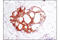 GAPDH antibody, 5174P, Cell Signaling Technology, Immunohistochemistry paraffin image 