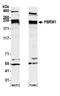 Polybromo 1 antibody, A301-591A, Bethyl Labs, Western Blot image 