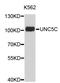 Unc-5 Netrin Receptor C antibody, STJ26044, St John