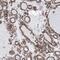 Sialic Acid Acetylesterase antibody, HPA038053, Atlas Antibodies, Immunohistochemistry frozen image 