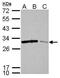14-3-3 sigma antibody, PA5-34644, Invitrogen Antibodies, Western Blot image 