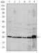 FLICE antibody, AM06689SU-N, Origene, Western Blot image 