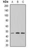 GNAS Complex Locus antibody, orb340851, Biorbyt, Western Blot image 