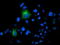 Folate Hydrolase 1 antibody, TA504752, Origene, Immunofluorescence image 