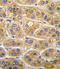 Angiotensinogen antibody, LS-C97170, Lifespan Biosciences, Immunohistochemistry frozen image 