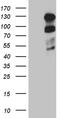 Polo Like Kinase 4 antibody, LS-C795496, Lifespan Biosciences, Western Blot image 