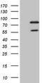 Polycomb protein SCMH1 antibody, M10901, Boster Biological Technology, Western Blot image 