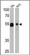 p53 antibody, MA5-12554, Invitrogen Antibodies, Western Blot image 