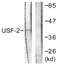 Upstream stimulatory factor 2 antibody, abx013247, Abbexa, Western Blot image 