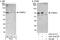 Negative Elongation Factor Complex Member B antibody, A301-911A, Bethyl Labs, Immunoprecipitation image 