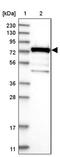 Poly(A) Binding Protein Cytoplasmic 4 antibody, PA5-55575, Invitrogen Antibodies, Western Blot image 