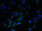 Solute Carrier Family 35 Member F5 antibody, LS-C378524, Lifespan Biosciences, Immunofluorescence image 