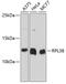 Ribosomal Protein L38 antibody, 14-234, ProSci, Western Blot image 