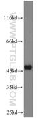 Diphthamine Biosynthesis 6 antibody, 23993-1-AP, Proteintech Group, Western Blot image 