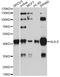 Major Histocompatibility Complex, Class I, E antibody, STJ110727, St John