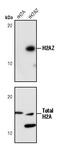 H2A Histone Family Member Z antibody, PA5-17336, Invitrogen Antibodies, Western Blot image 