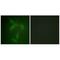 Janus Kinase 2 antibody, A00027, Boster Biological Technology, Immunohistochemistry frozen image 