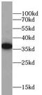 Folate receptor alpha antibody, FNab03185, FineTest, Western Blot image 