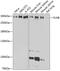 Filamin B antibody, GTX64428, GeneTex, Western Blot image 