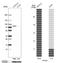 Pentatricopeptide Repeat Domain 1 antibody, HPA020106, Atlas Antibodies, Western Blot image 