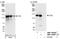 Ras Protein Specific Guanine Nucleotide Releasing Factor 2 antibody, NBP1-06501, Novus Biologicals, Western Blot image 