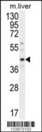 DnaJ Heat Shock Protein Family (Hsp40) Member C11 antibody, 55-207, ProSci, Western Blot image 