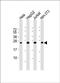 Platelet And Endothelial Cell Adhesion Molecule 1 antibody, orb389186, Biorbyt, Western Blot image 