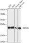 Eukaryotic translation elongation factor 1 epsilon-1 antibody, GTX66367, GeneTex, Western Blot image 