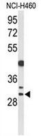 Cyclin B1 Interacting Protein 1 antibody, AP50808PU-N, Origene, Western Blot image 