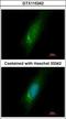 Homer Scaffold Protein 3 antibody, GTX115242, GeneTex, Immunocytochemistry image 