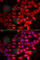 UMP-CMP kinase antibody, A6561, ABclonal Technology, Immunofluorescence image 
