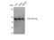 Protein Kinase CAMP-Dependent Type II Regulatory Subunit Beta antibody, STJ95110, St John