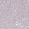 Nudix Hydrolase 14 antibody, NBP1-92208, Novus Biologicals, Immunohistochemistry frozen image 