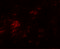 Protein shisa-9 antibody, 6057, ProSci, Immunofluorescence image 
