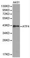 ATF4 antibody, LS-C192658, Lifespan Biosciences, Western Blot image 