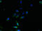 Transmembrane Protein 159 antibody, LS-C371853, Lifespan Biosciences, Immunofluorescence image 