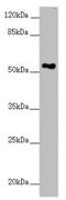 FAD Dependent Oxidoreductase Domain Containing 1 antibody, LS-C675772, Lifespan Biosciences, Western Blot image 