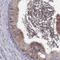 Rhophilin Associated Tail Protein 1B antibody, PA5-62632, Invitrogen Antibodies, Immunohistochemistry frozen image 