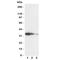 Eukaryotic translation initiation factor 2-alpha kinase 4 antibody, R31136, NSJ Bioreagents, Western Blot image 