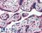 Golgi Glycoprotein 1 antibody, LS-A8150, Lifespan Biosciences, Immunohistochemistry paraffin image 