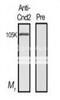 Cyclin D2 antibody, 63-105, BioAcademia Inc, Western Blot image 
