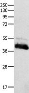 CTSH antibody, TA322751, Origene, Western Blot image 