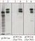 BCAR1 Scaffold Protein, Cas Family Member antibody, PP1581, ECM Biosciences, Western Blot image 