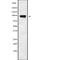 Neuroligin 3 antibody, abx217192, Abbexa, Western Blot image 