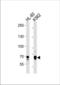 E74 Like ETS Transcription Factor 4 antibody, TA324904, Origene, Western Blot image 